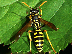 European Paper Wasp